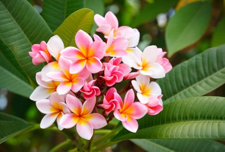 cultivar plumeria