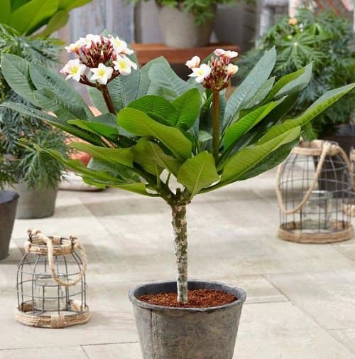 cultivar plumeria en maceta