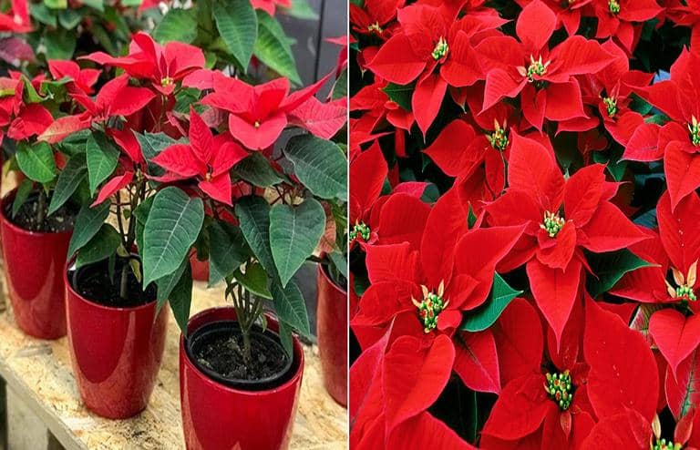 cultivar Poinsettia flor de navidad