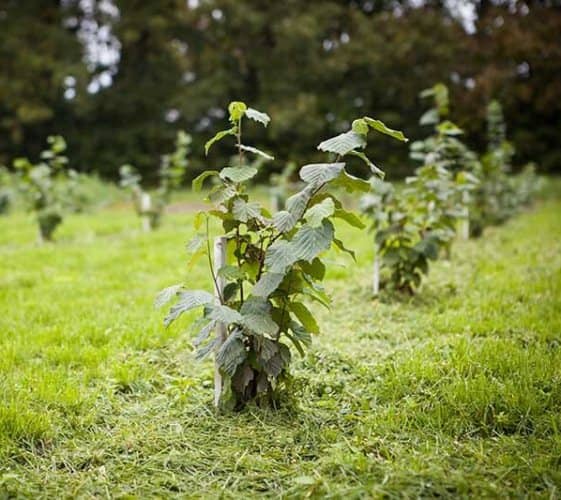 plantar cultivar avellano