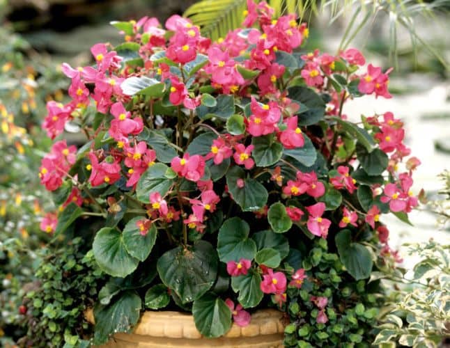 Cómo propagar, cultivar Begonia y sus cuidados - Eco Jardín Mágico