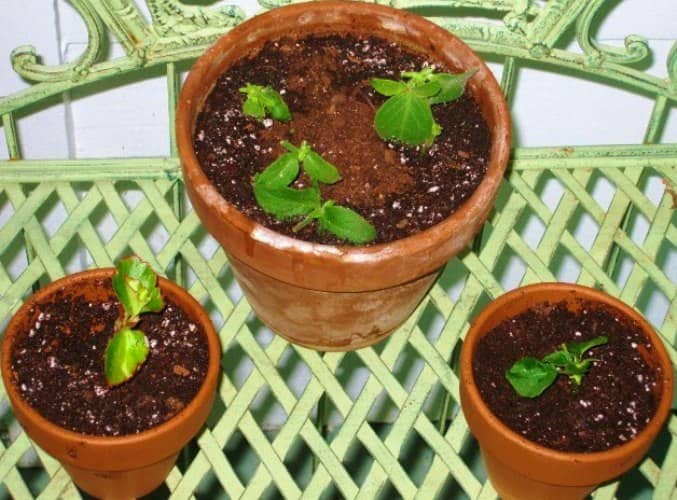 propagar begonia de cera