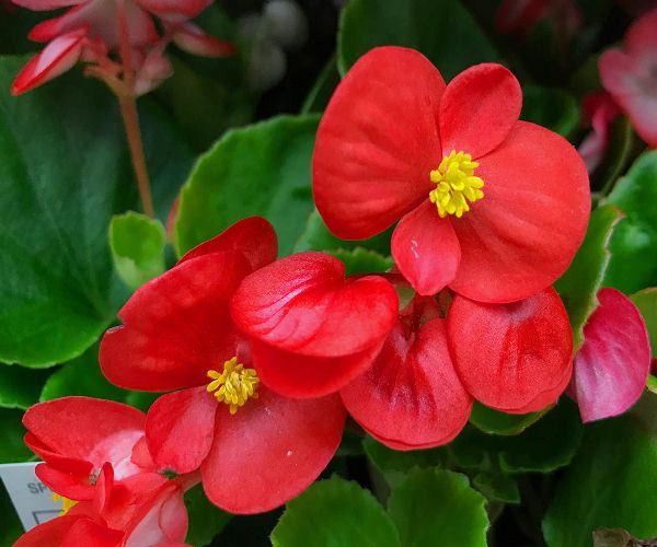 cultivar begonia de cera