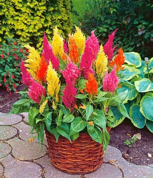dónde cultivar celosia