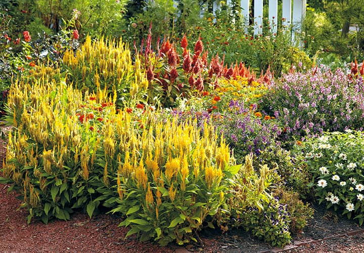 cuidados de la celosia