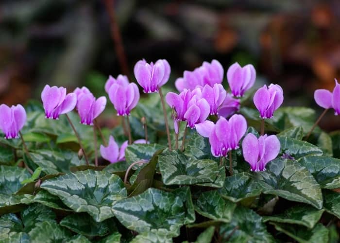 cultivar ciclamen