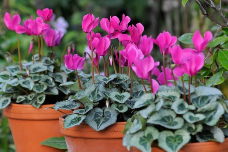 dónde cultivar ciclamen