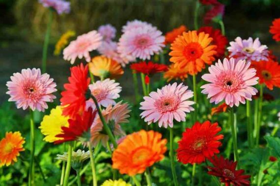 Cómo propagar, cultivar Gerbera y sus cuidados - Eco Jardín Mágico