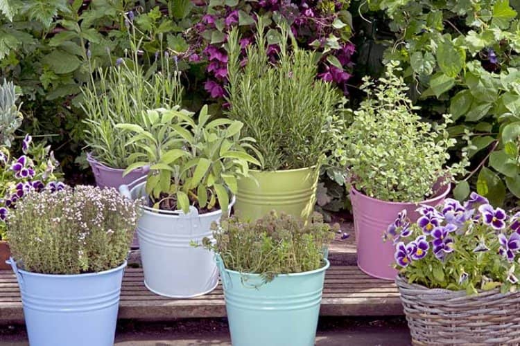 hierbas para cultivar en macetas