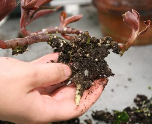 propagar orquídea joya