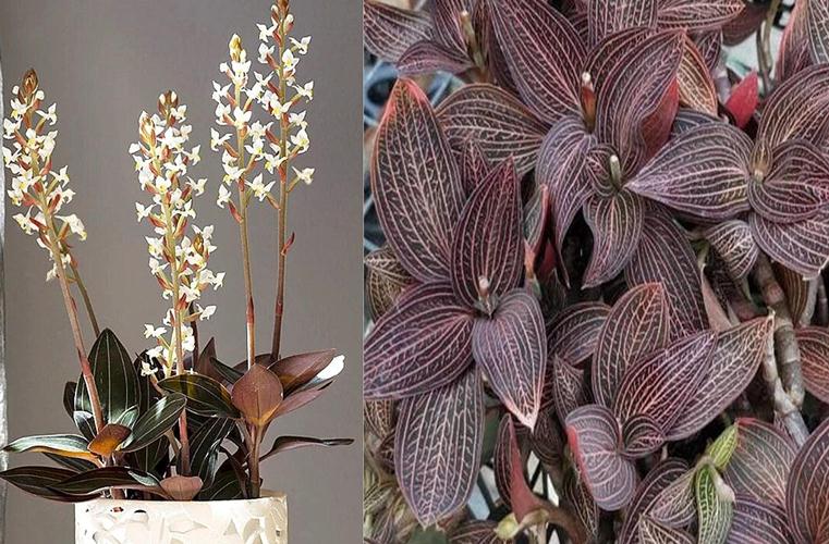 Cómo cultivar Orquídea joya (Ludisia discolor) y sus cuidados - Eco Jardín  Mágico