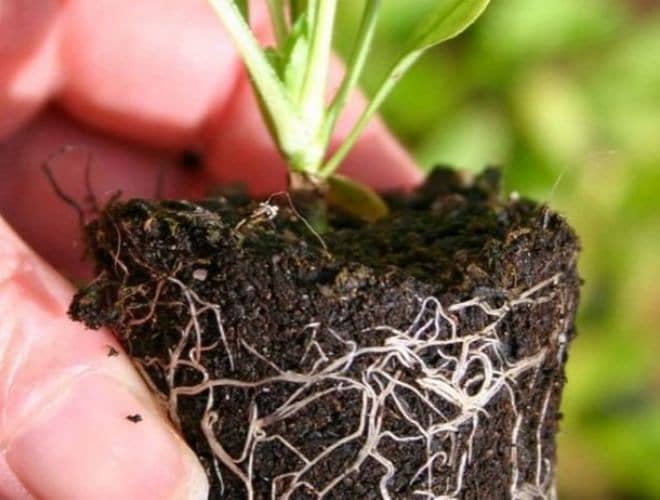 cultivar palito amargo