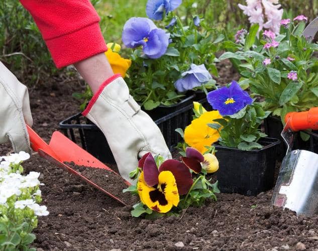 Cómo sembrar, cultivar Pensamientos y sus cuidados - Eco Jardín Mágico