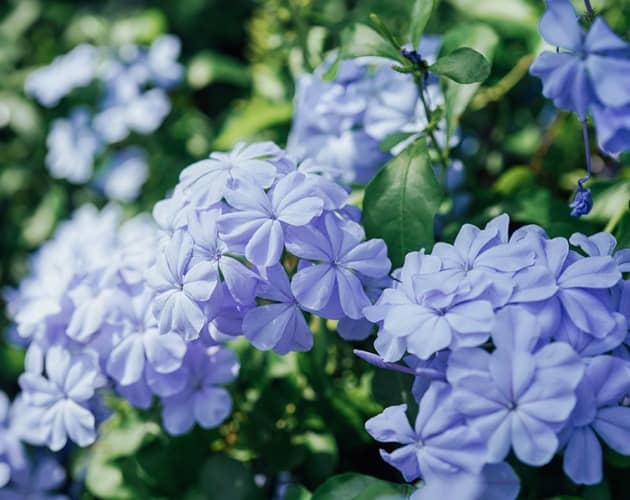 cultivar plumbago