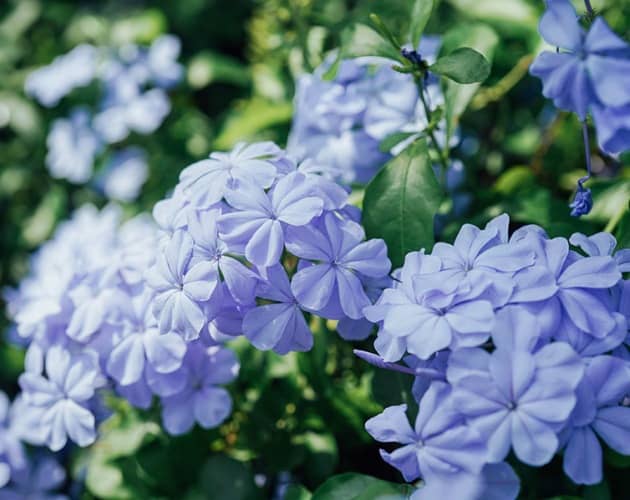 Cómo propagar, cultivar Plumbago (Jazmín del cielo) y sus cuidados - Eco  Jardín Mágico