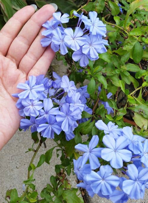 cuidados del plumbago