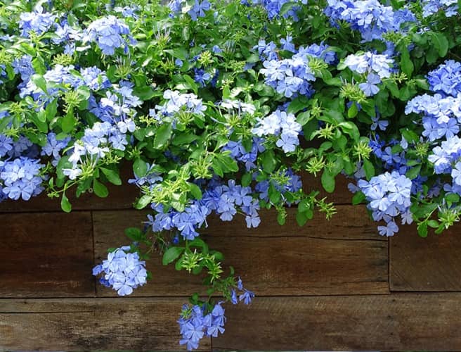 dónde cultivar plumbago