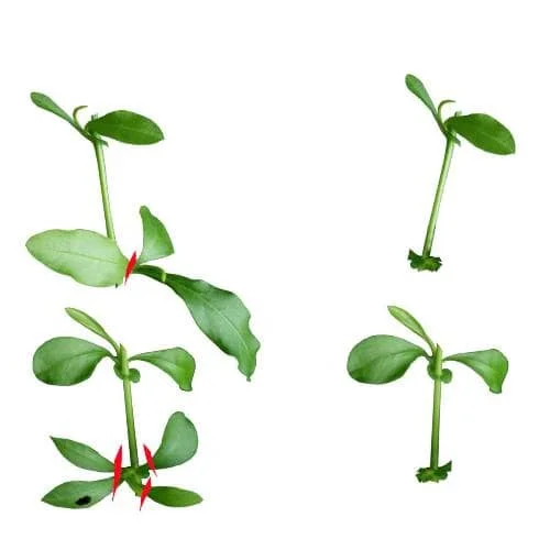 cultivar esquejes de plumbago