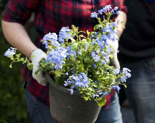 plantar plumbago