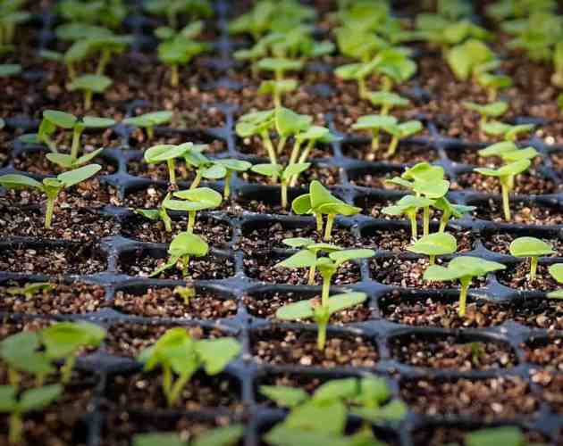 cultivar semillas de plumbago