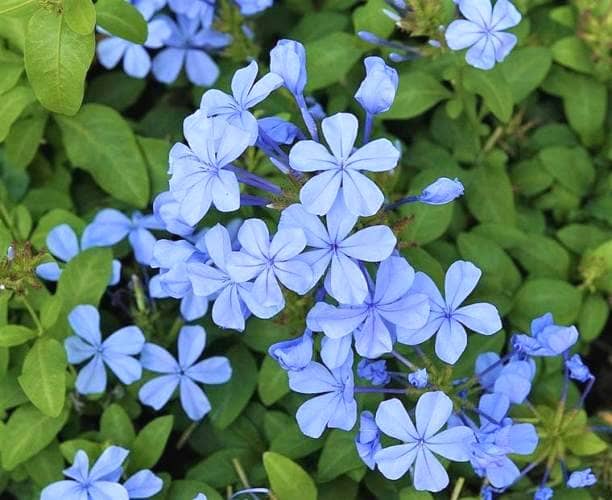 Cómo propagar, cultivar Plumbago (Jazmín del cielo) y sus cuidados - Eco  Jardín Mágico