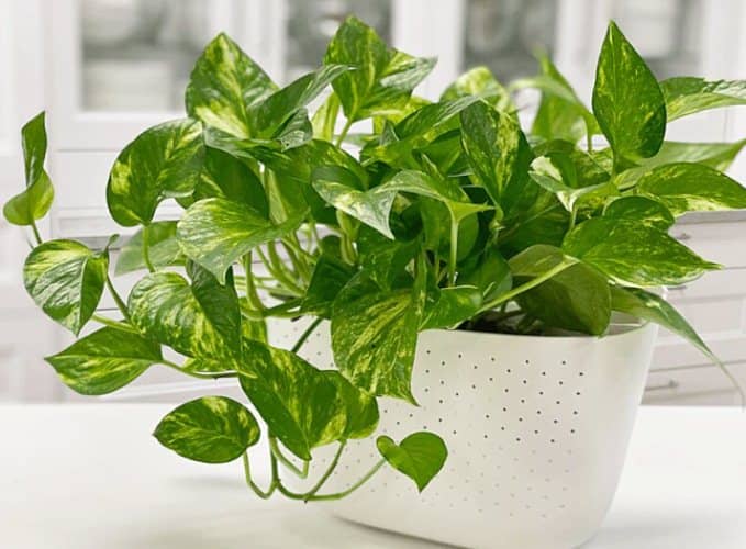 plantas para reducir la humedad de la casa