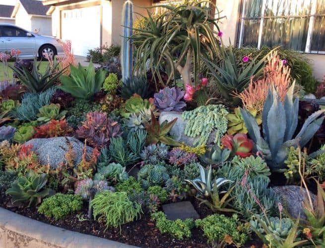 cultivar cactus en el exterior