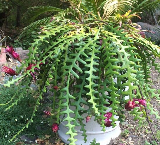 dónde cultivar cactus espina de pescado o reina de la noche