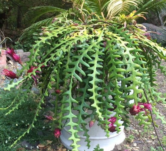 Cultivar Cactus Espina de pescado (Reina de la noche) y sus cuidados - Eco  Jardín Mágico