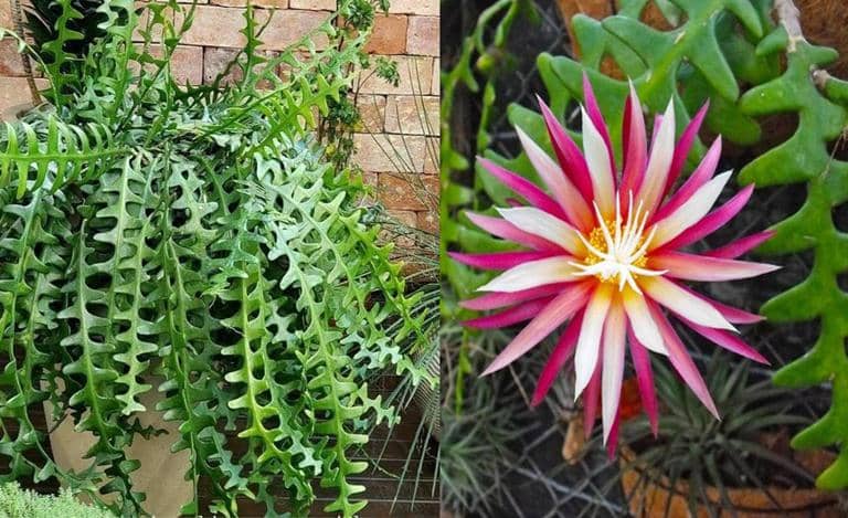 cultivar Cactus Espina de pescado o reina de la noche