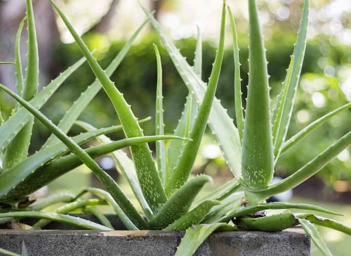Cactus y Suculentas que puedes cultivar en Arena