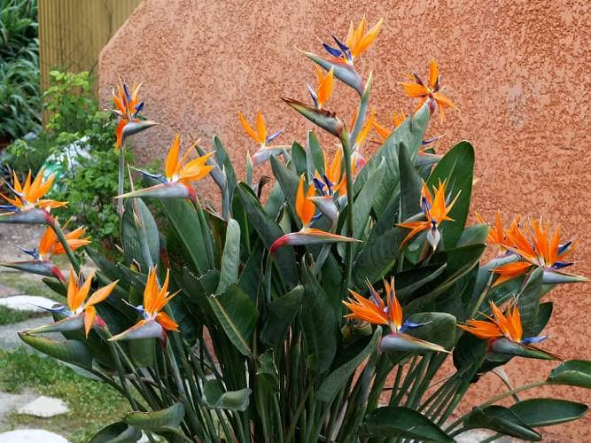 Cómo propagar, cultivar Ave del Paraíso (Strelitzia) y sus cuidados - Eco  Jardín Mágico