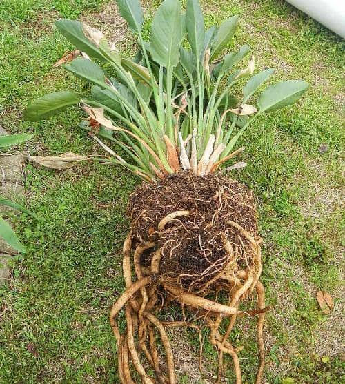 Cómo propagar, cultivar Ave del Paraíso (Strelitzia) y sus cuidados - Eco  Jardín Mágico