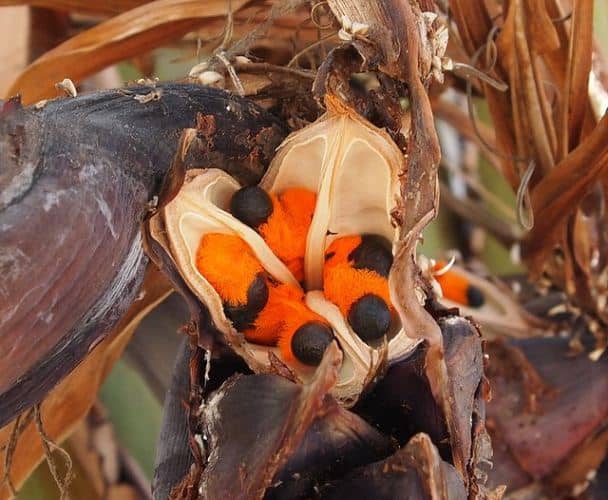 Cómo propagar, cultivar Ave del Paraíso (Strelitzia) y sus cuidados - Eco  Jardín Mágico