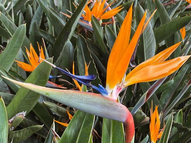 Cómo propagar, cultivar Ave del Paraíso (Strelitzia) y sus cuidados - Eco  Jardín Mágico