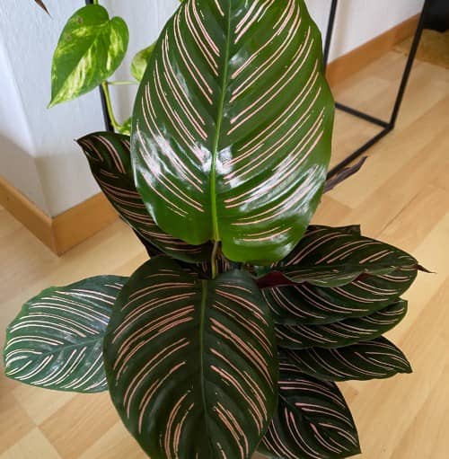 Guía y consejos para el cuidado de la Calathea - Eco Jardín Mágico