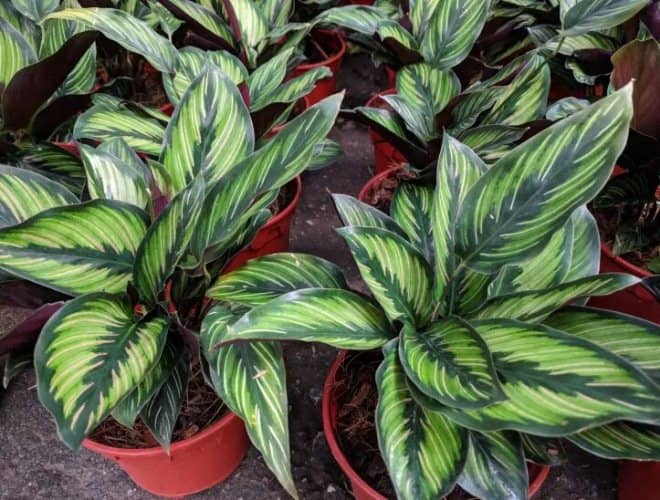 Guía y consejos para el cuidado de la Calathea - Eco Jardín Mágico