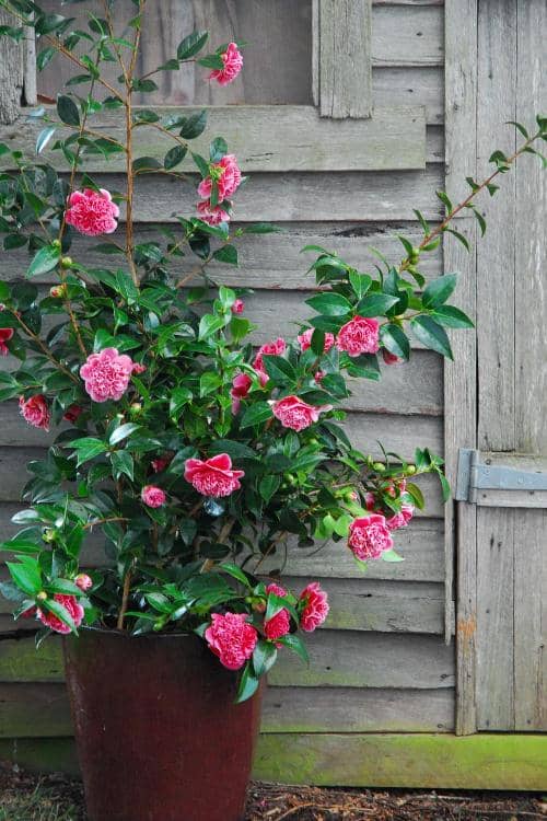 Cómo cultivar Camelia en maceta y sus cuidados - Eco Jardín Mágico