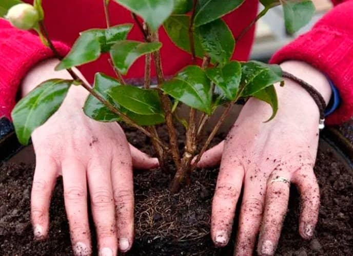 Cómo cultivar Camelia en maceta y sus cuidados - Eco Jardín Mágico