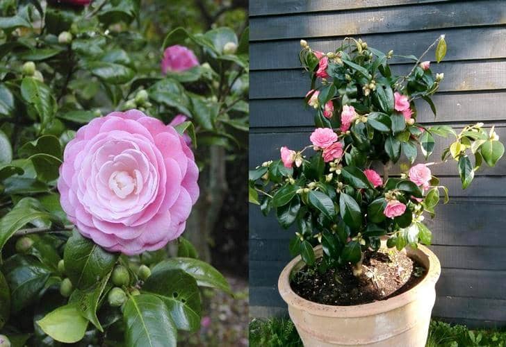 Cómo cultivar Camelia en maceta y sus cuidados - Eco Jardín Mágico