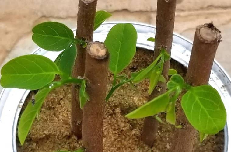 cultivar chirimoya esquejes