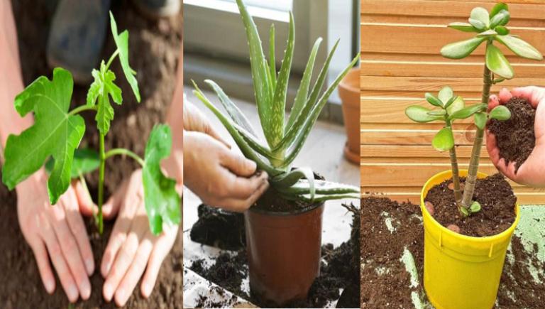Evitar que una planta se marchite