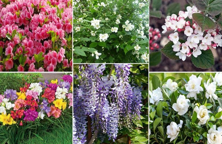 flores aromáticas para el jardín