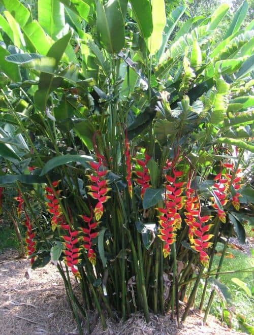 cultivar heliconia cuidados