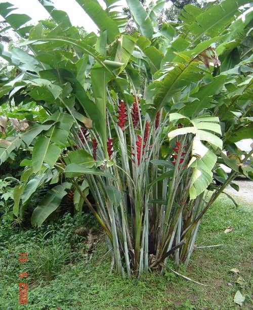 cultivar heliconia en el exterior