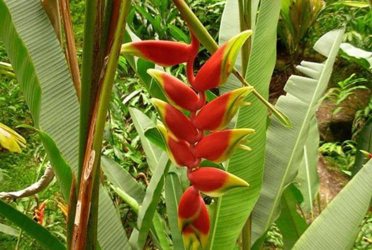 Cómo propagar, cultivar Heliconia (Platanillos) y sus cuidados - Eco Jardín  Mágico