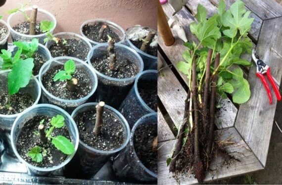 En Que Mes Se Plantan Los Esquejes De Higuera