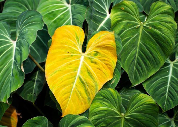hojas amarillas en las plantas solucionar