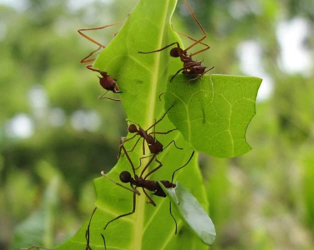 combatir hormigas