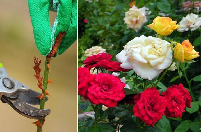 greffer un rosier de différentes couleurs